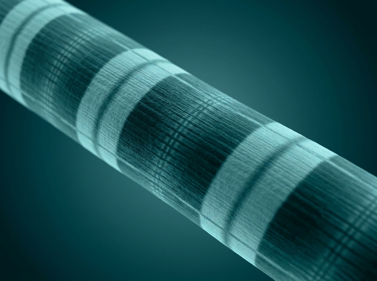 Supporting figure: undefined, illustrating a closeup of striated skeletal-muscle fiber with its banding pattern.