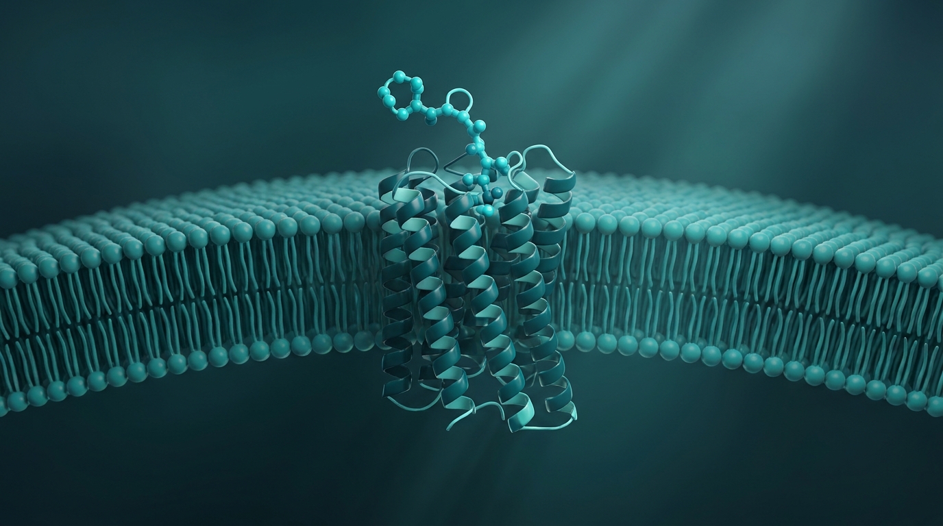 Scientific illustration: a GLP-1 receptor protein embedded in a cell membrane with the GLP-1 peptide binding to it.