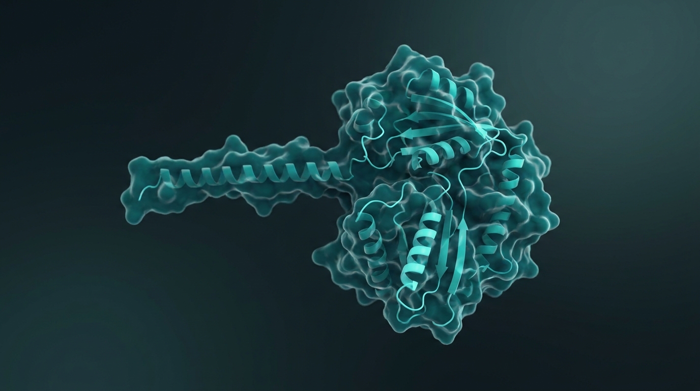Abstract editorial illustration: undefined, representing the IGF-1 LR3 analog protein as a detailed 3D folded structure with its extended N-terminal region. PeptidePanel teal-and-cream palette.