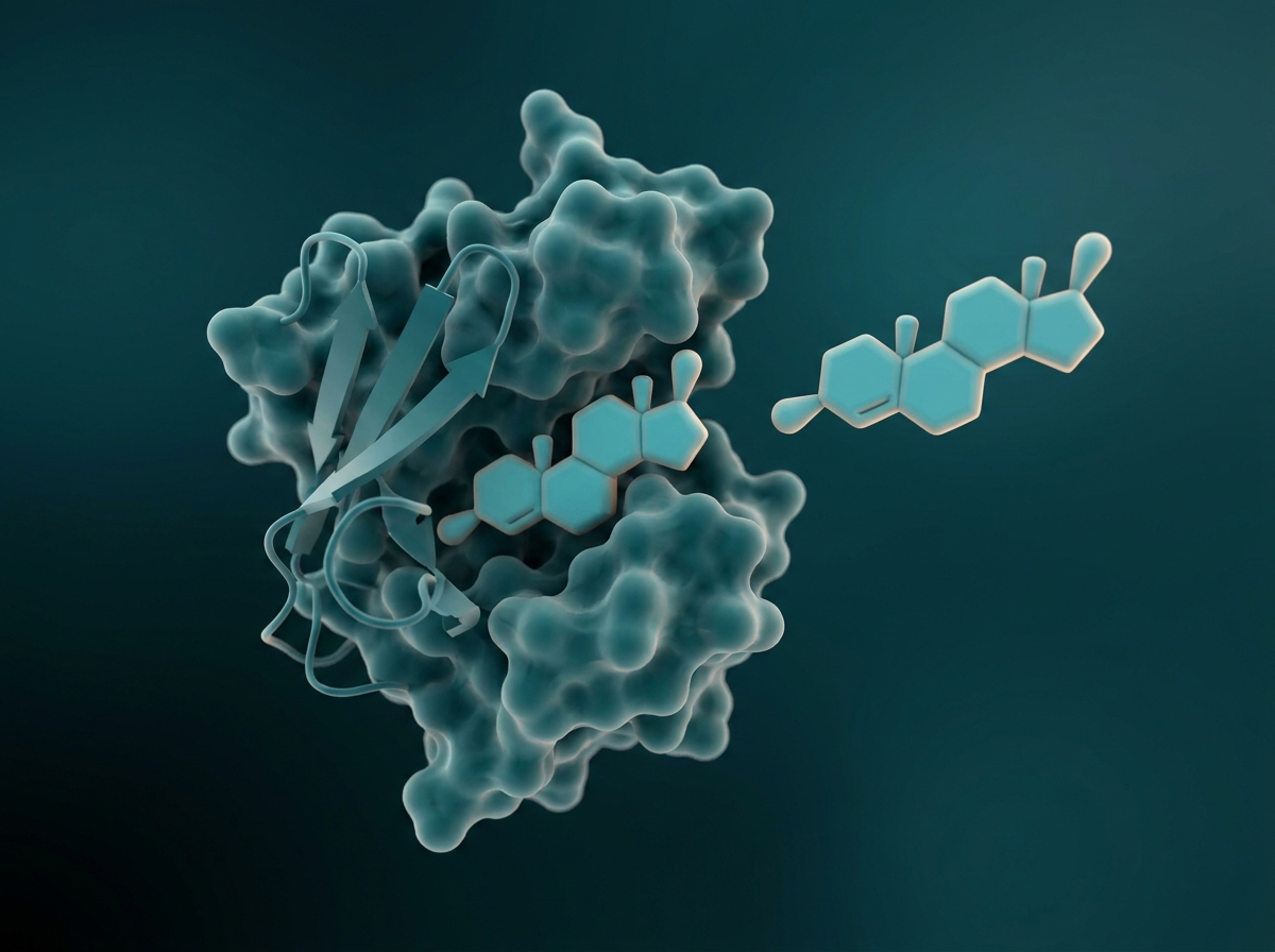 Supporting figure: a carrier protein (SHBG) binding a testosterone molecule in the bloodstream, with a smaller free hormone fraction shown unbound.