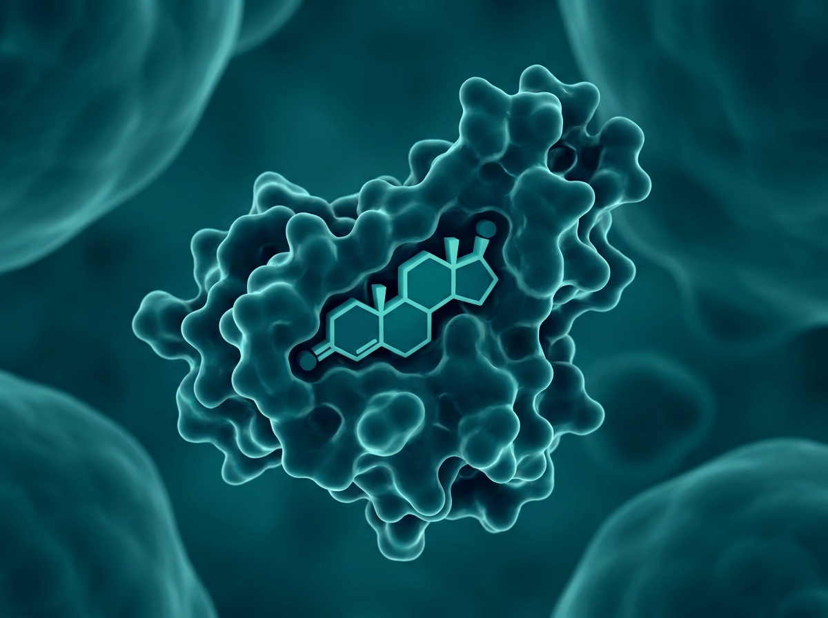 Supporting figure: a hormone molecule binding an androgen receptor inside a cell.