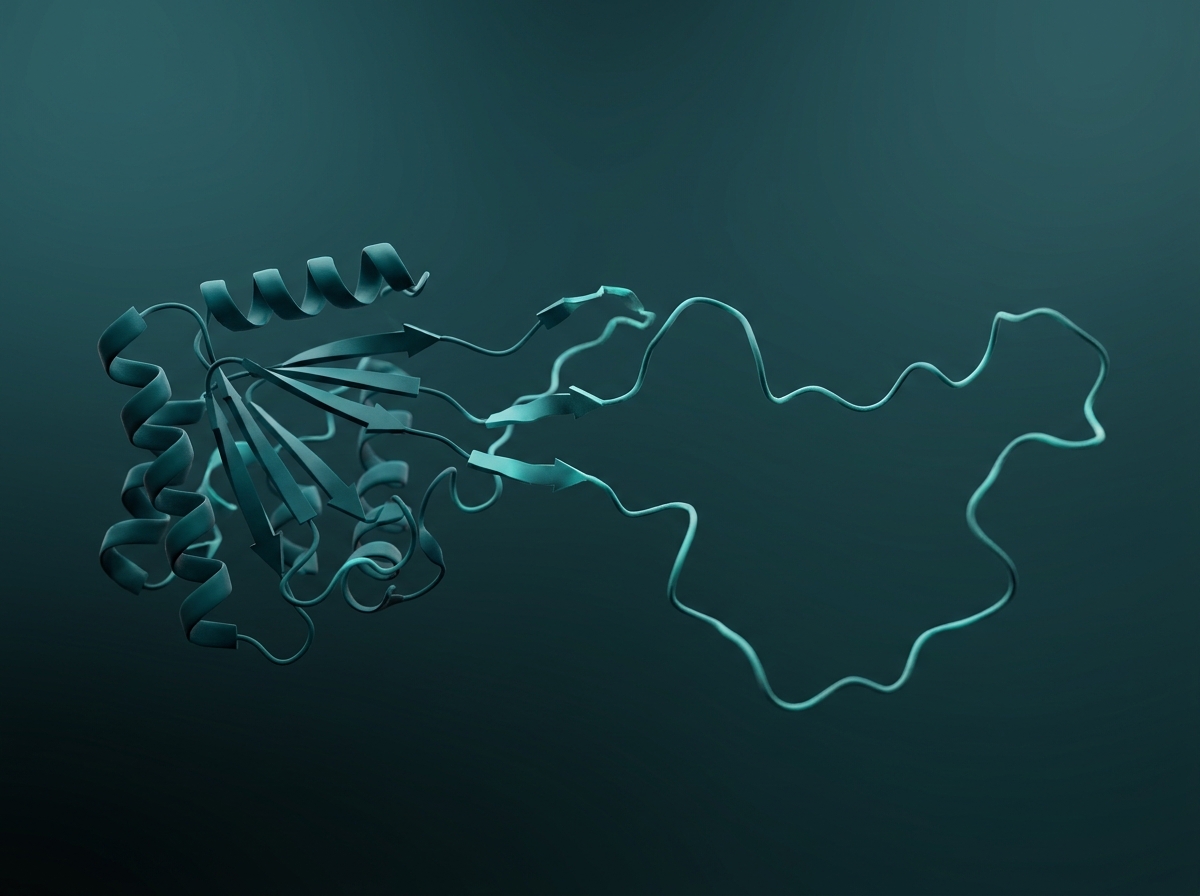 Supporting figure: a peptide molecule losing its folded shape when overheated, its ribbon unravelling into a loose strand.