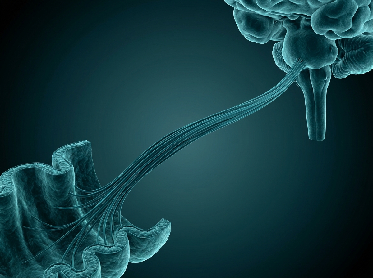Supporting figure: the vagus nerve carrying a signal from the gut wall up to the brainstem.