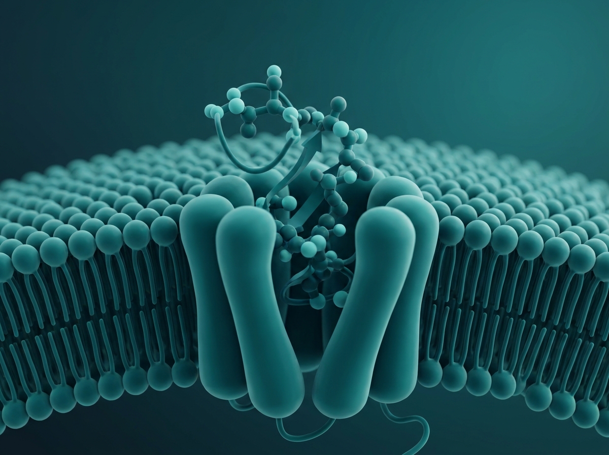 Supporting figure: undefined, illustrating a peptide molecule docking into cell-surface receptors on a membrane.