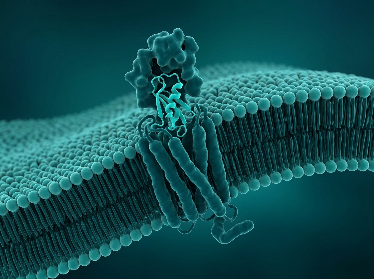 Supporting figure: a peptide hormone binding its receptor on a cell membrane.