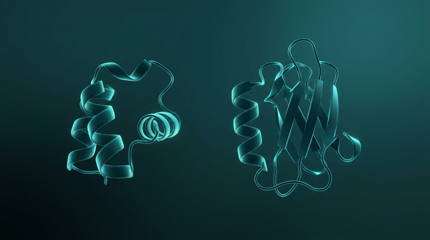 Scientific illustration: two different peptide-hormone molecules as detailed 3D ribbon structures side by side.